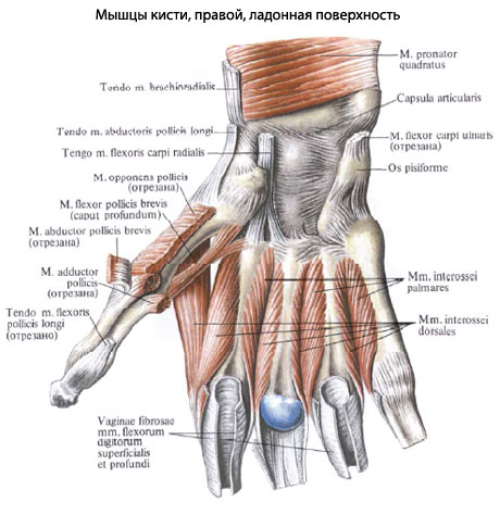 Мышцы гипотенара анатомия