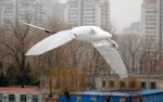 Дроны-орнитоптеры