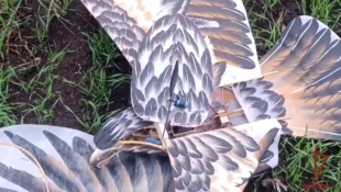 24.11.2023. Спецназ перехватил в Донбассе дрон ВСУ, замаскированный под орла