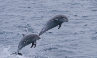 Боевые дельфины вернулись на службу
